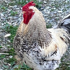 Meet your Posher, Angela